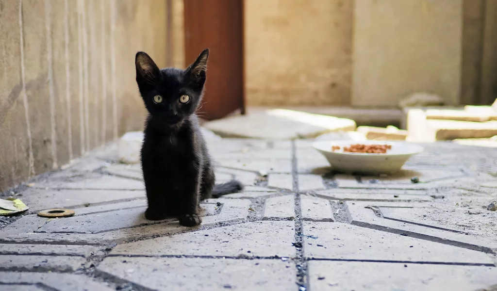 котёнок чёрный, сидит, смотрит