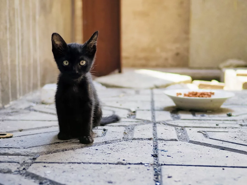 котёнок чёрный, сидит, смотрит