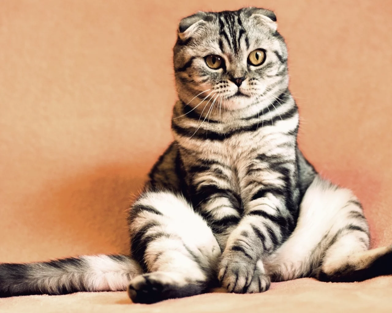 кот, животное
