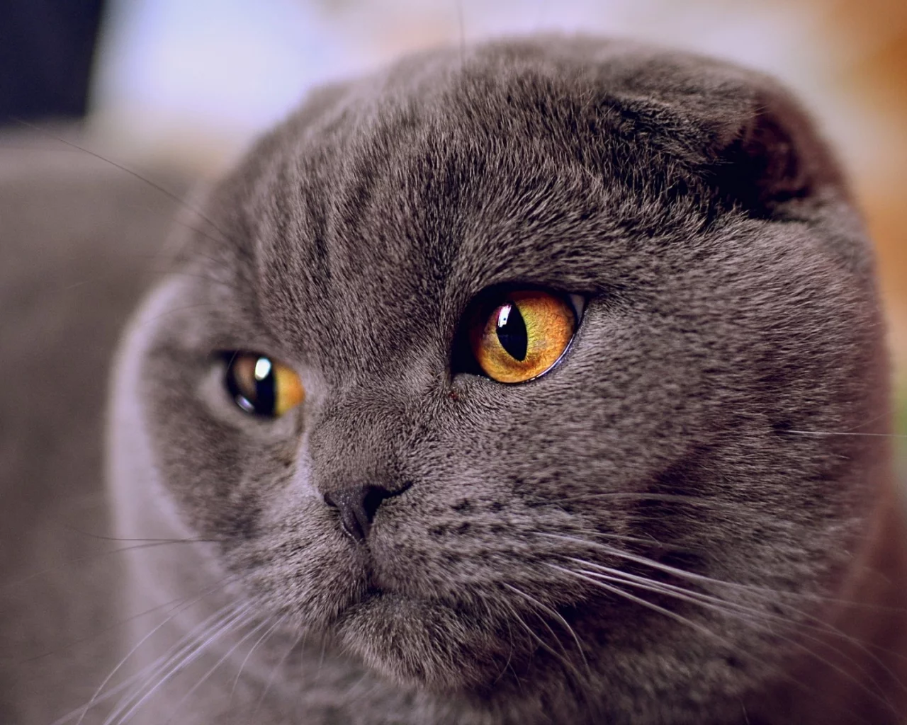 кот, шотландский вислоухий