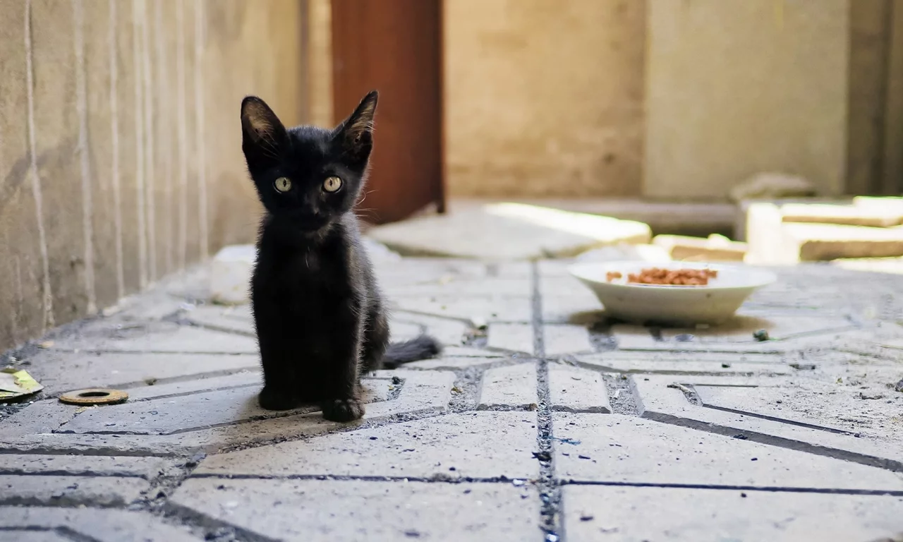 котёнок чёрный, сидит, смотрит