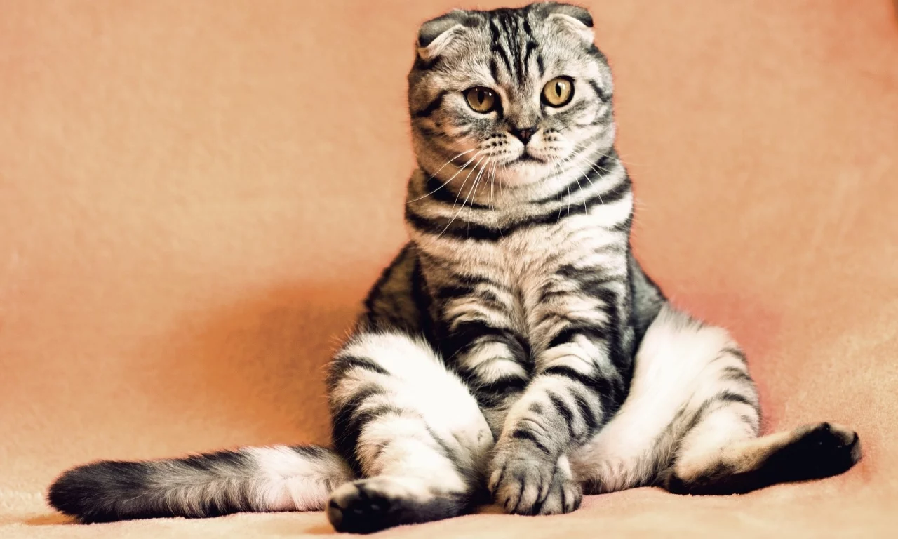кот, животное