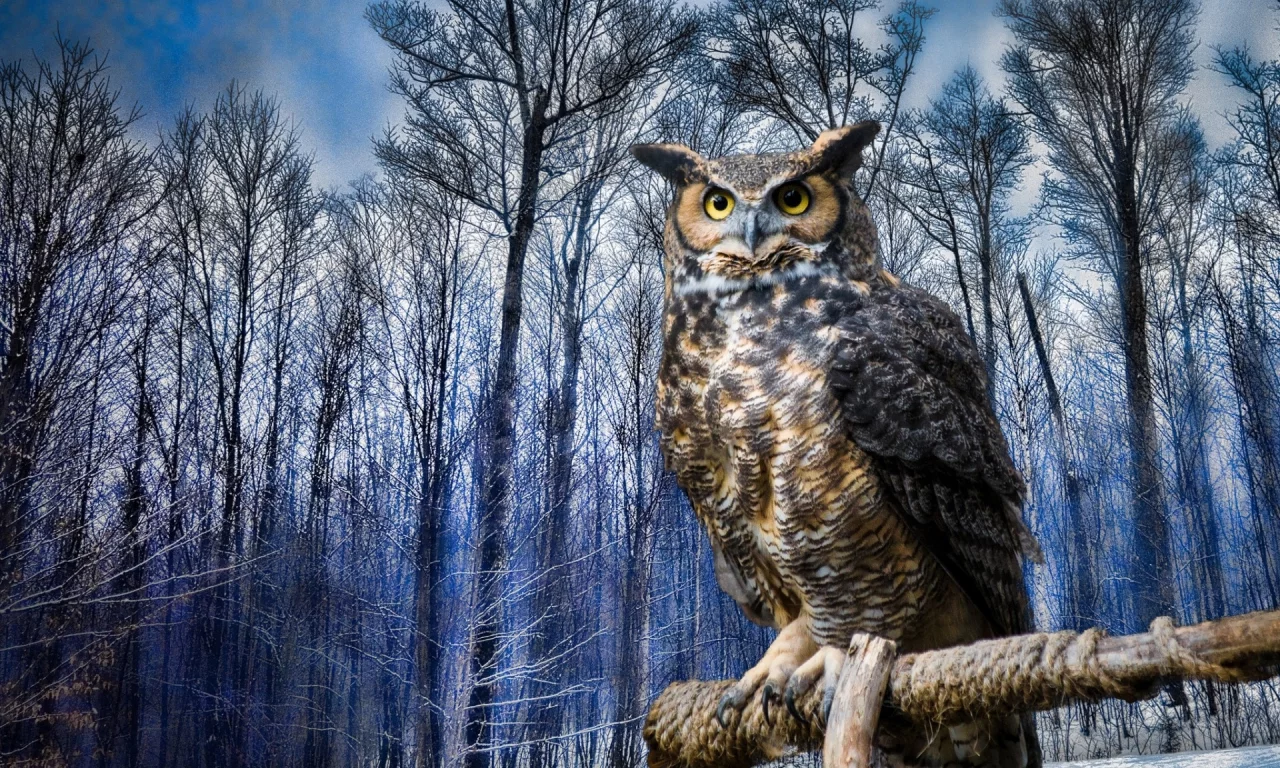 филин, птица