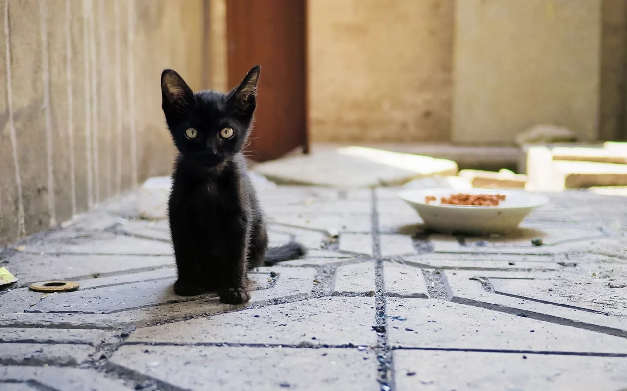 котёнок чёрный, сидит, смотрит