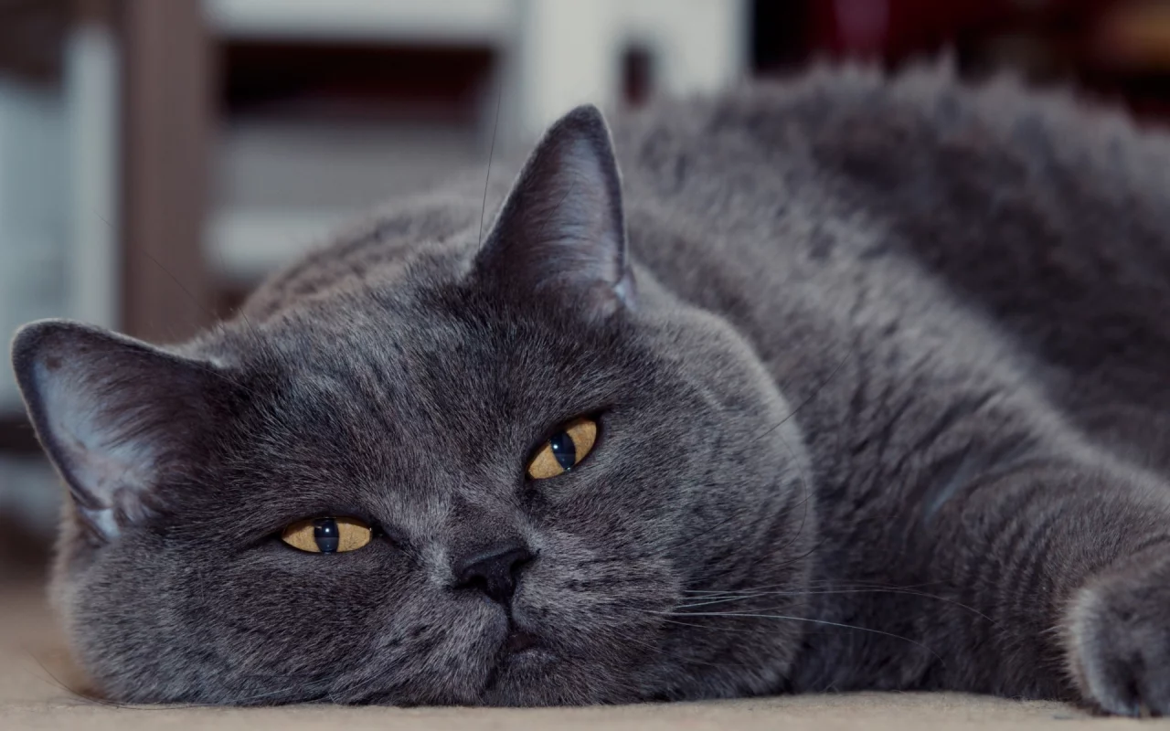 кот, животное, лежит