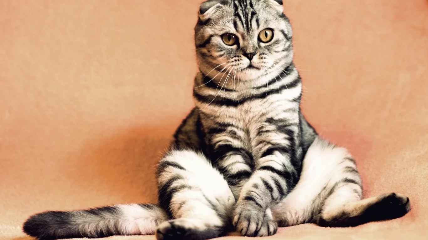 кот, животное