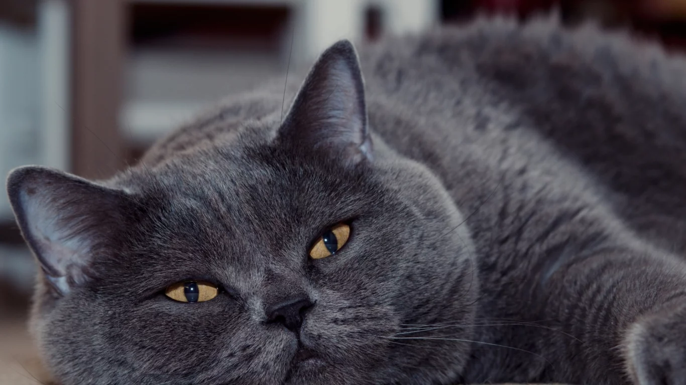 кот, животное, лежит