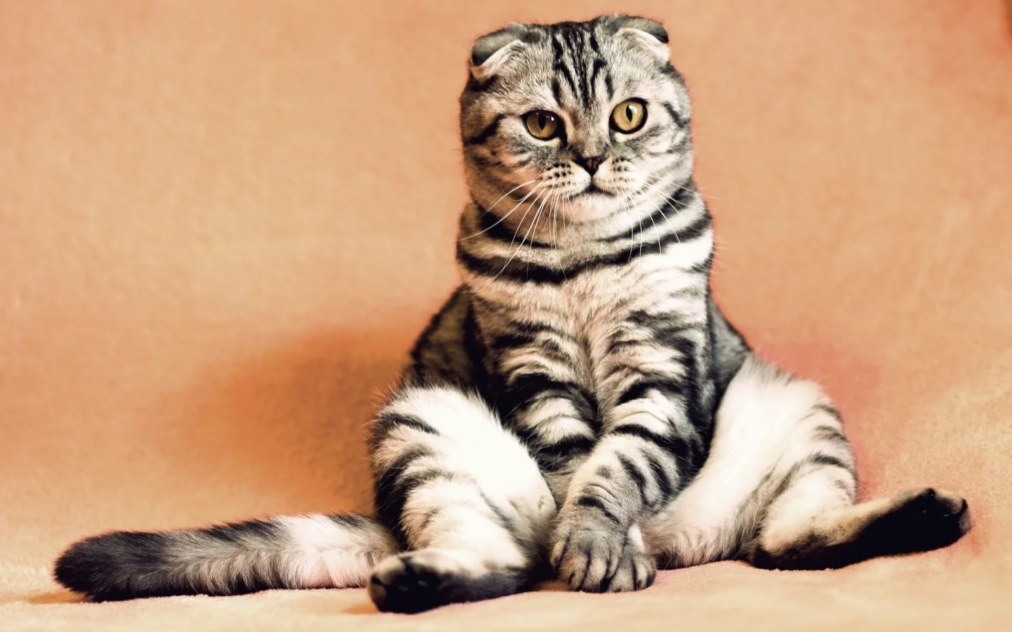 кот, животное