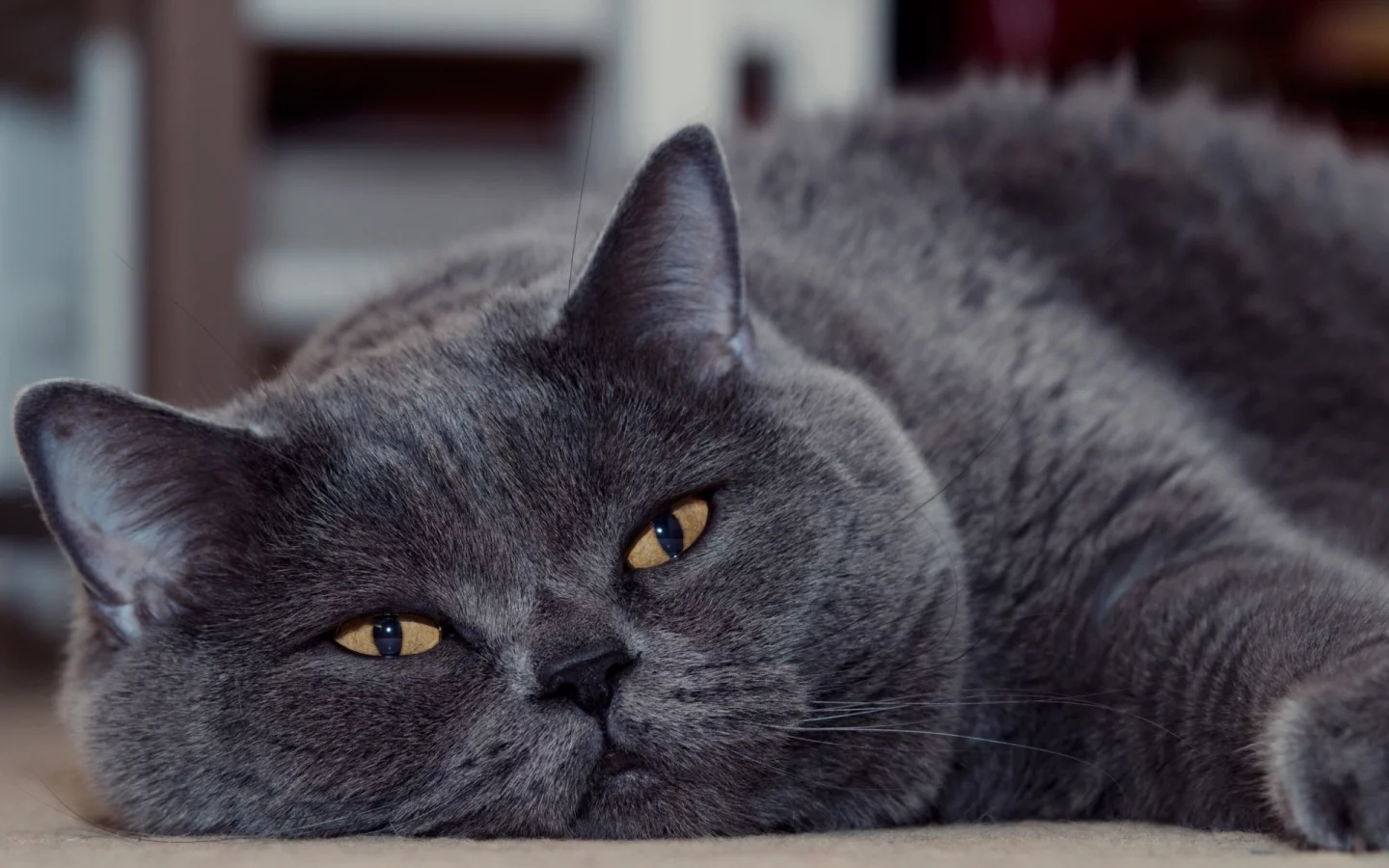 кот, животное, лежит