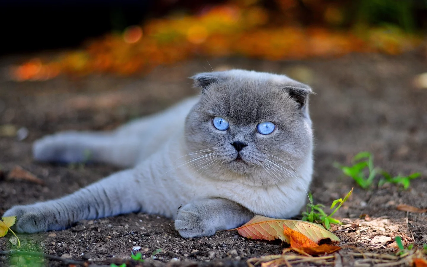 кот, взгляд, лежит