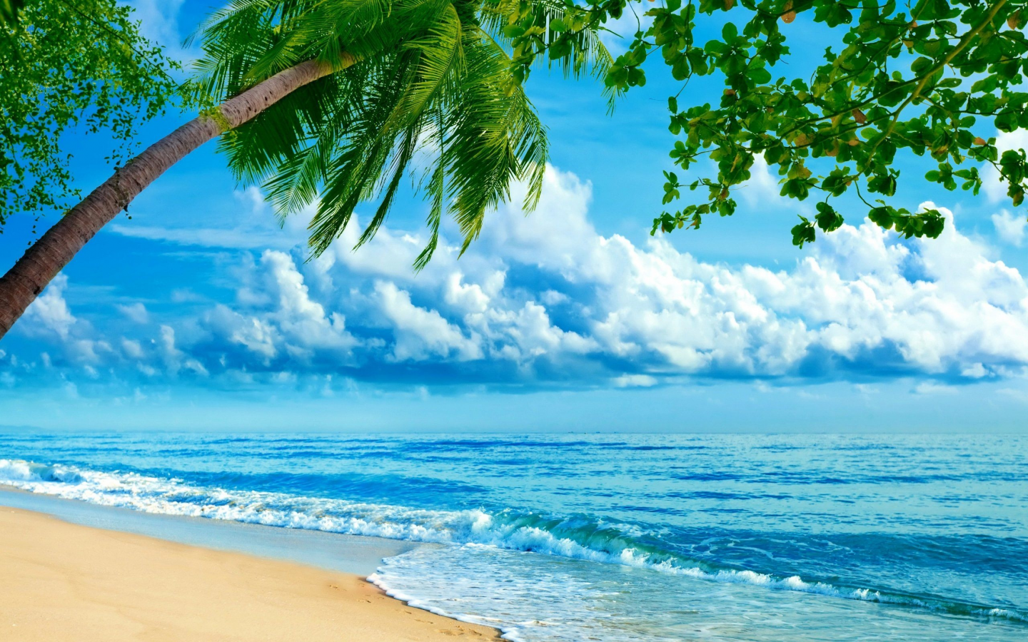 Фон пляж пальмы