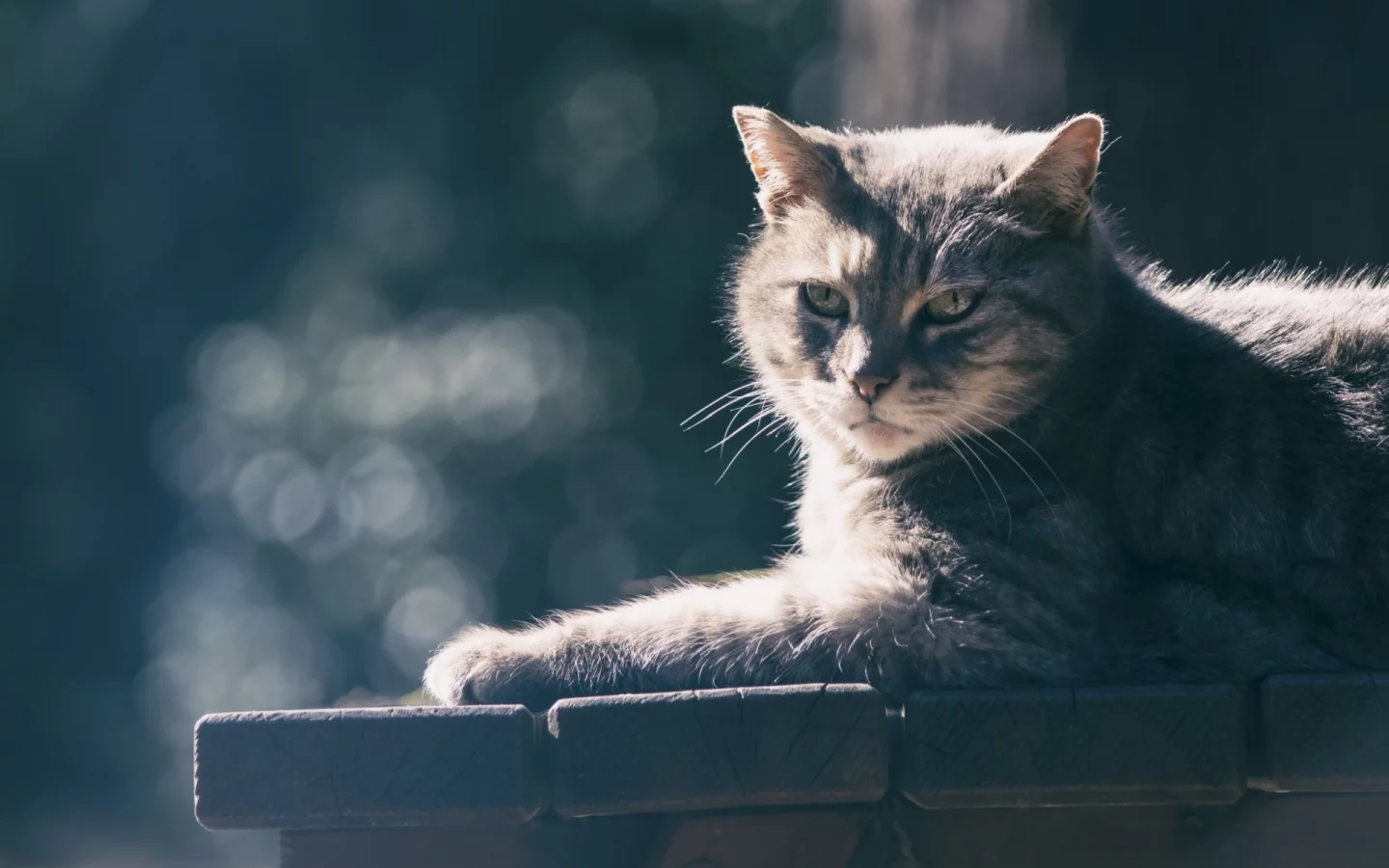 кот, взгляд, животное