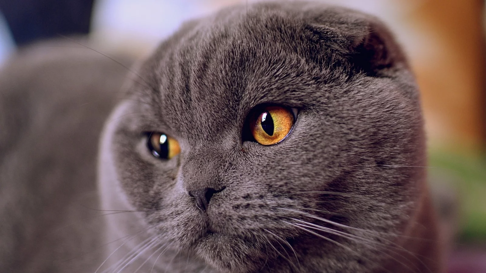 кот, шотландский вислоухий