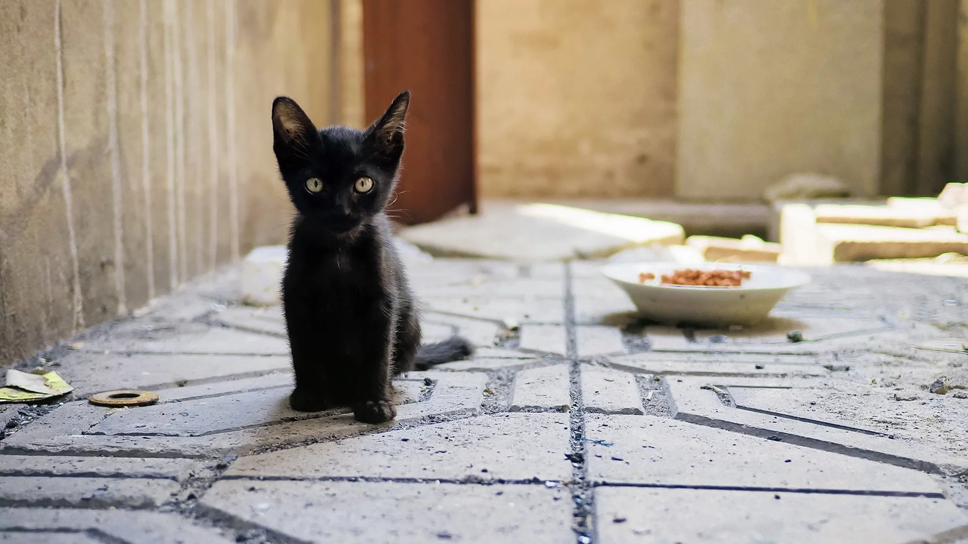 котёнок чёрный, сидит, смотрит