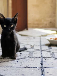 котёнок чёрный, сидит, смотрит