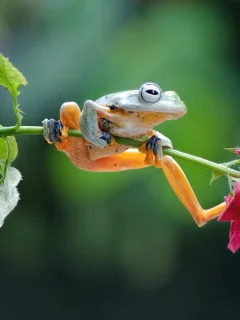лягушка, на цветке