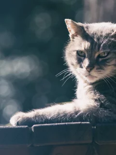 кот, взгляд, животное