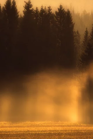 деревья, лес, туман