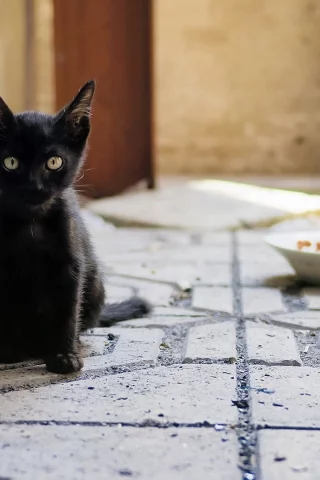 котёнок чёрный, сидит, смотрит