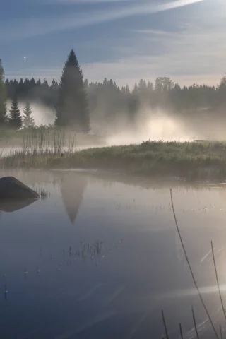 река, лес, туман, трава