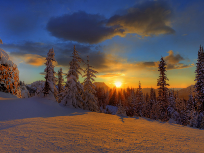 снег, деревья, зима, рассвет