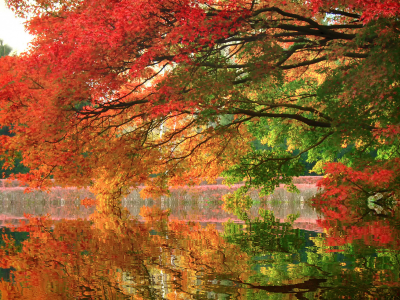 озеро, деревья, осень, отражение