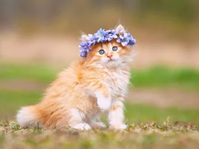 котёнок, маленький, рыжий