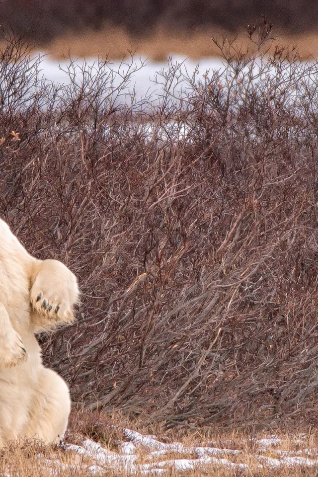 медведь белый, животное