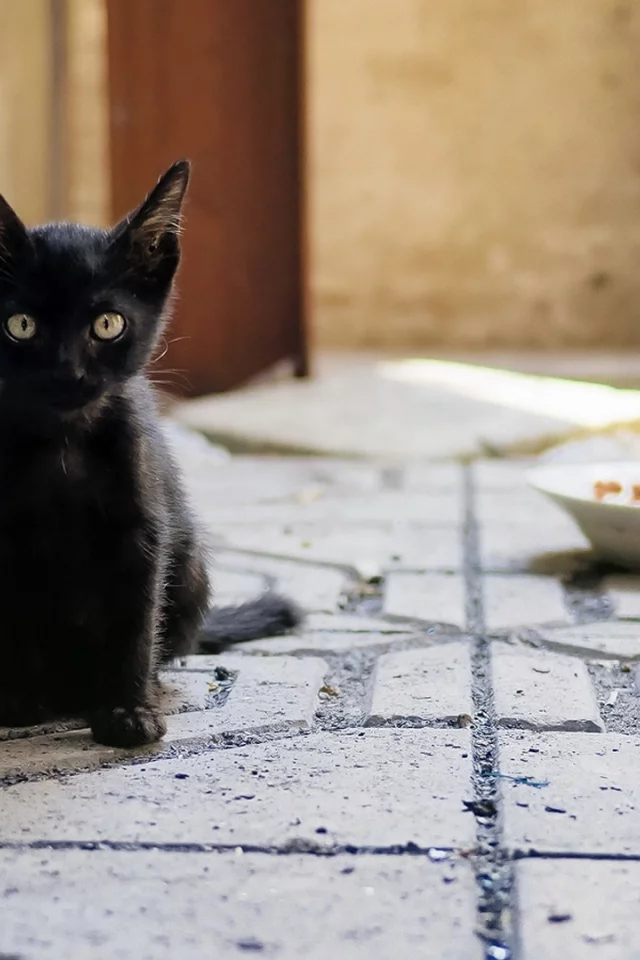 котёнок чёрный, сидит, смотрит