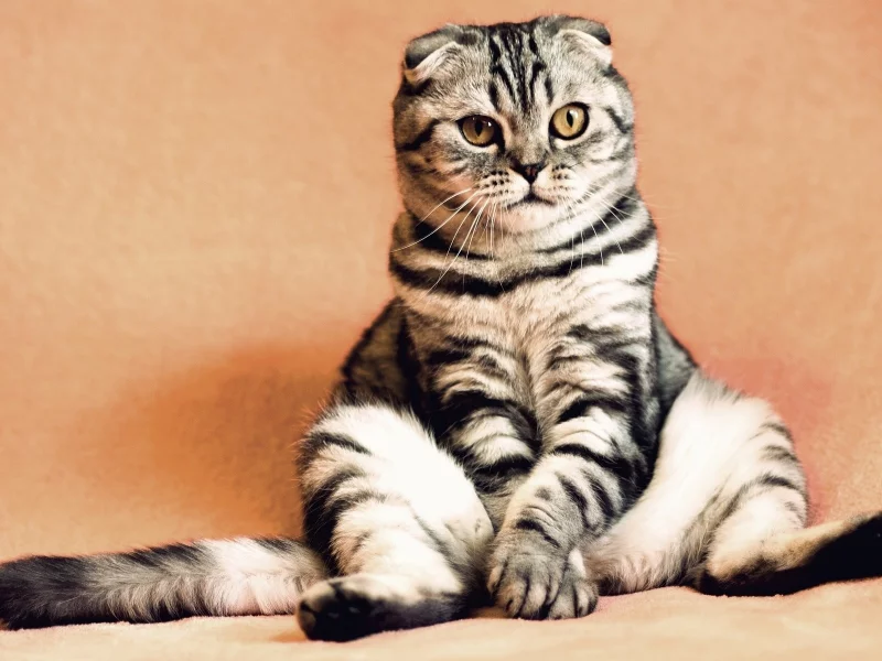 кот, животное