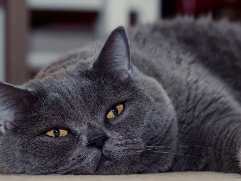 кот, животное, лежит