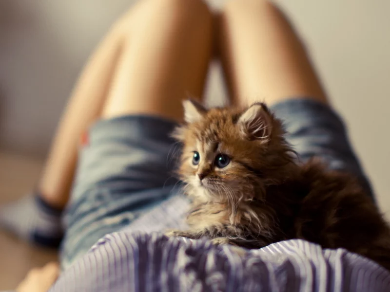 котёнок, маленький, лежит на девушке