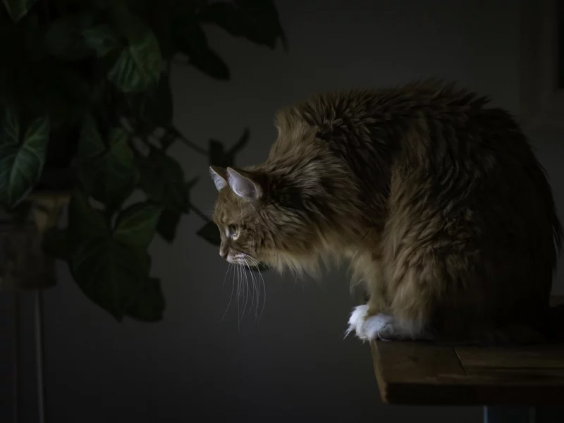 кот, взгляд, сидит
