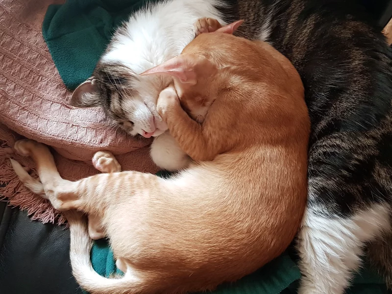 коты, спят