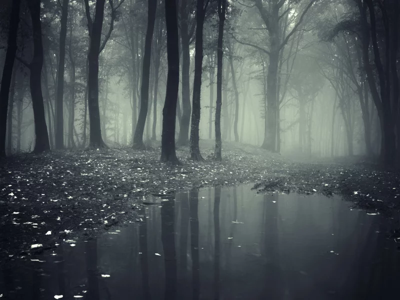 лес, деревья, туман