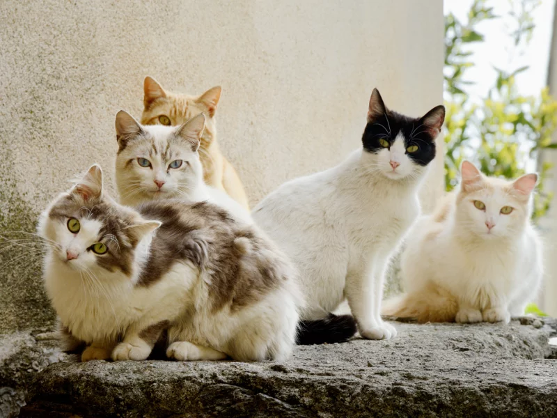 коты, животные