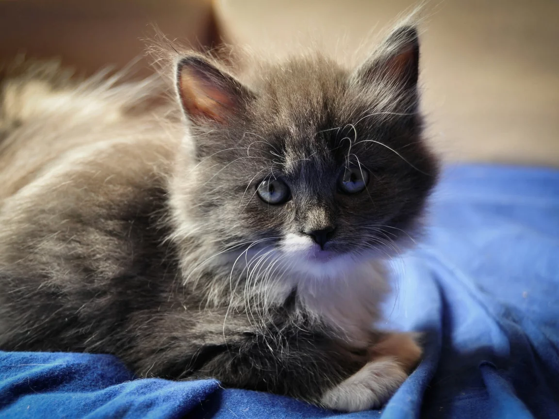 котёнок, маленький