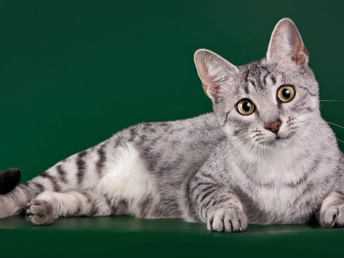 кот, лежит, смотрит