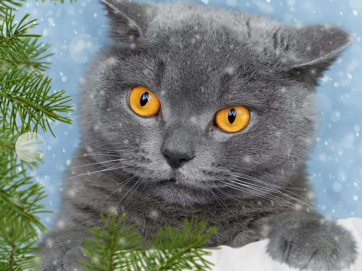 кот, животное, зима, снег