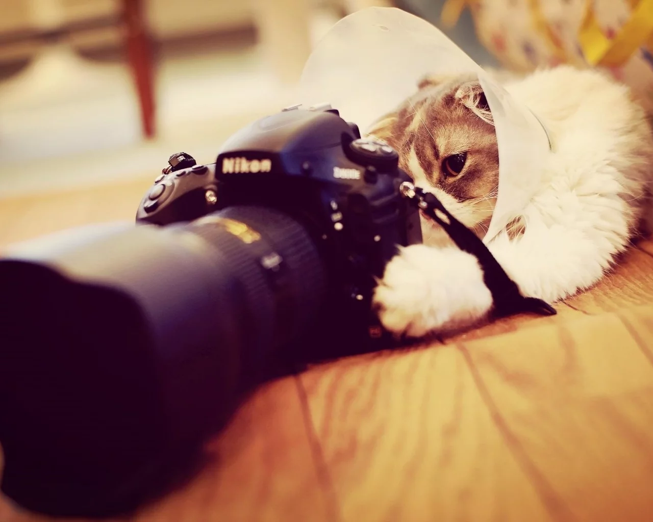 кот, фотоаппарат
