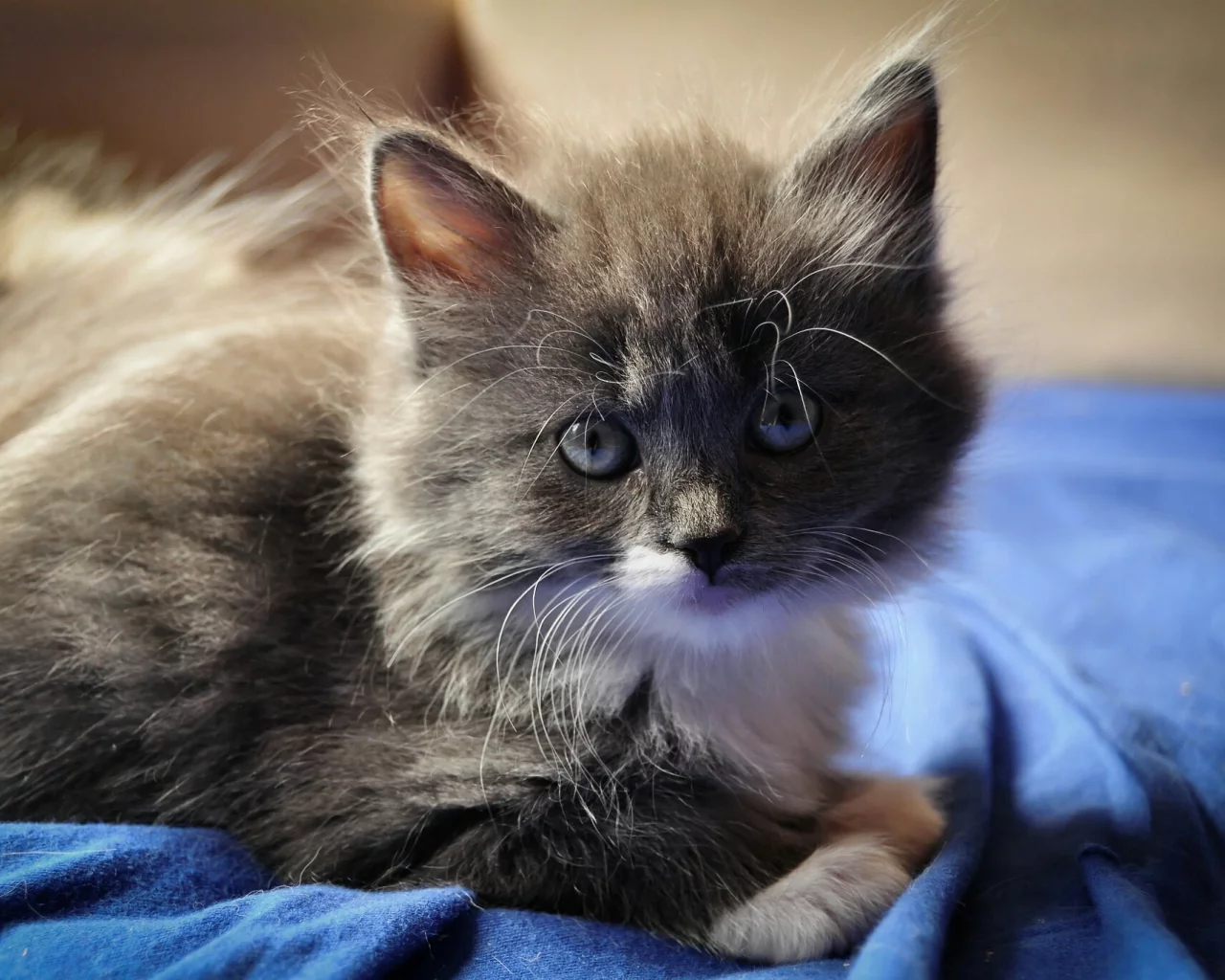 котёнок, маленький