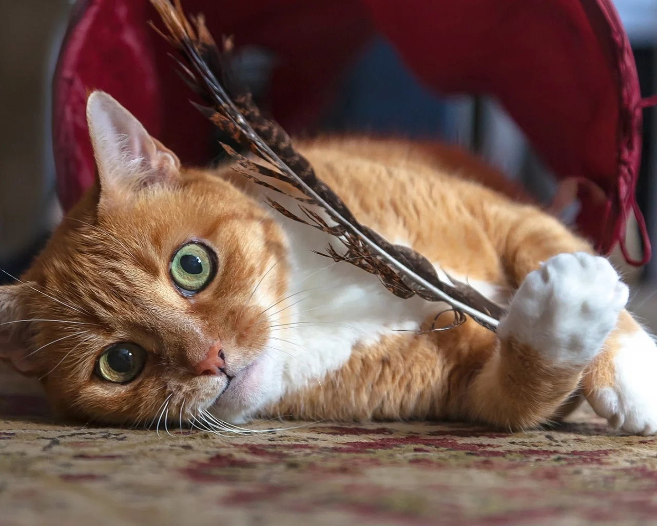 кот, взгляд, лежит, перо в лапах