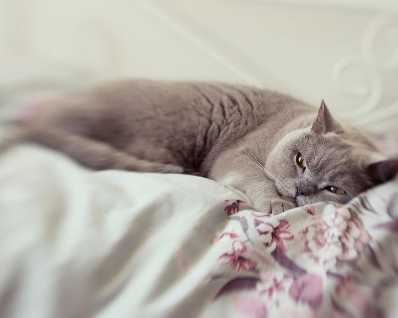кот, животное, лежит, спит