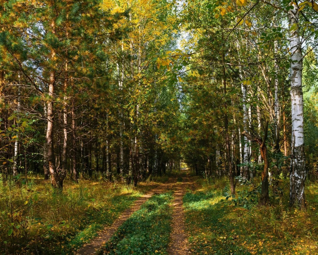 берёзовая роща, дорога