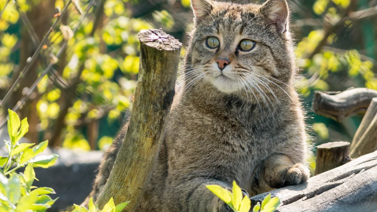 кот, взгляд, животное