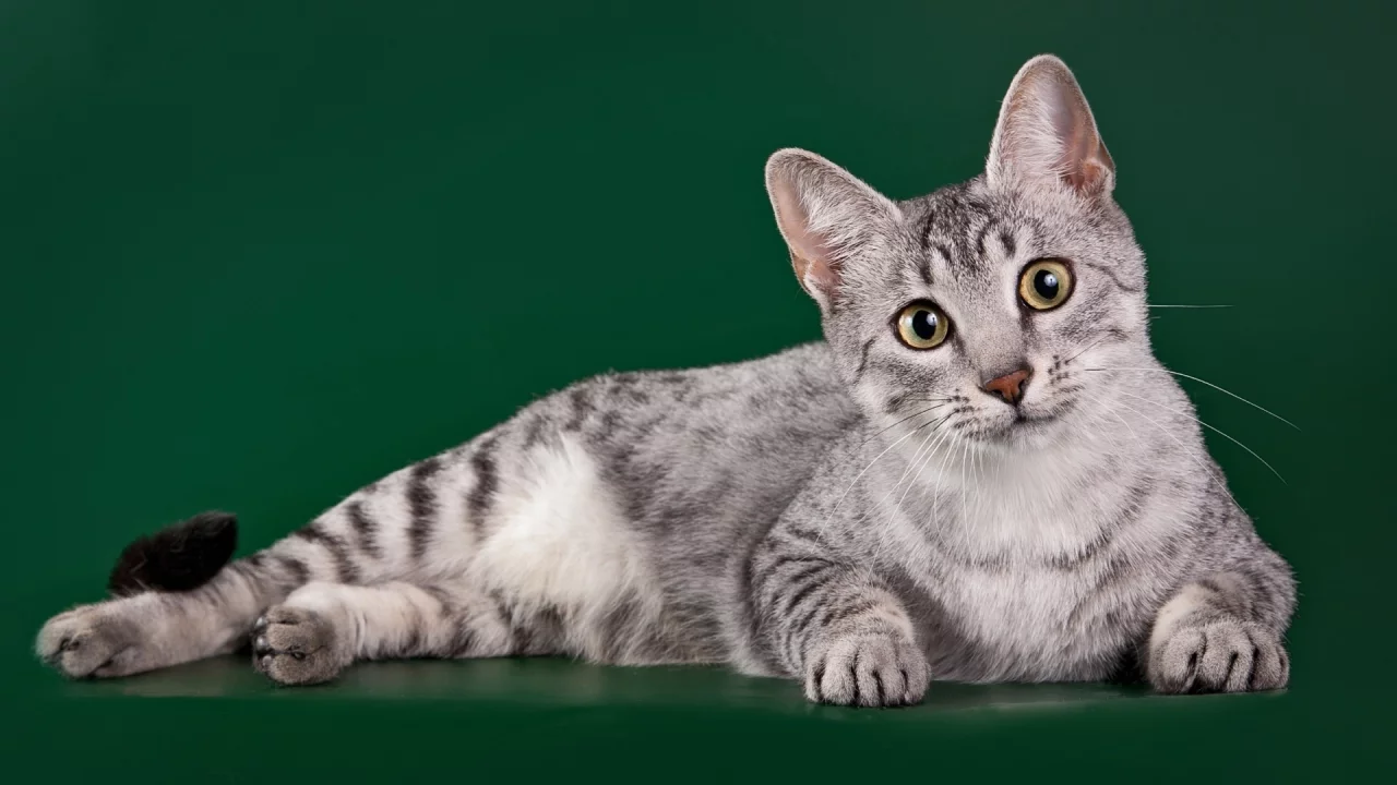 кот, лежит, смотрит