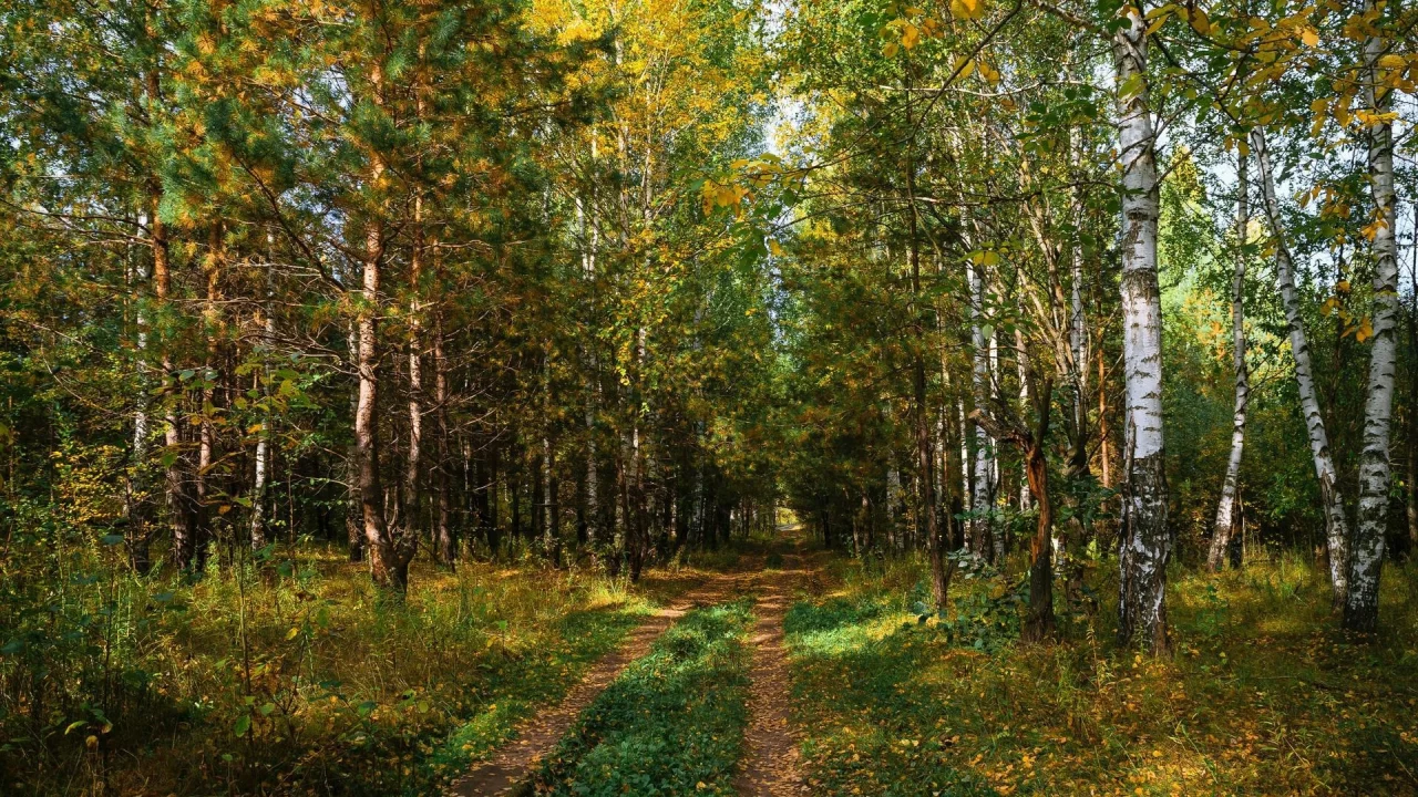 берёзовая роща, дорога