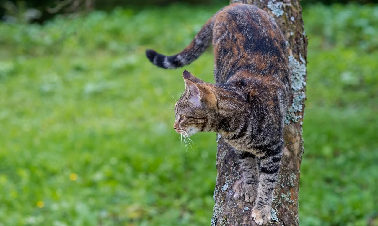 кот, спускается с дерева