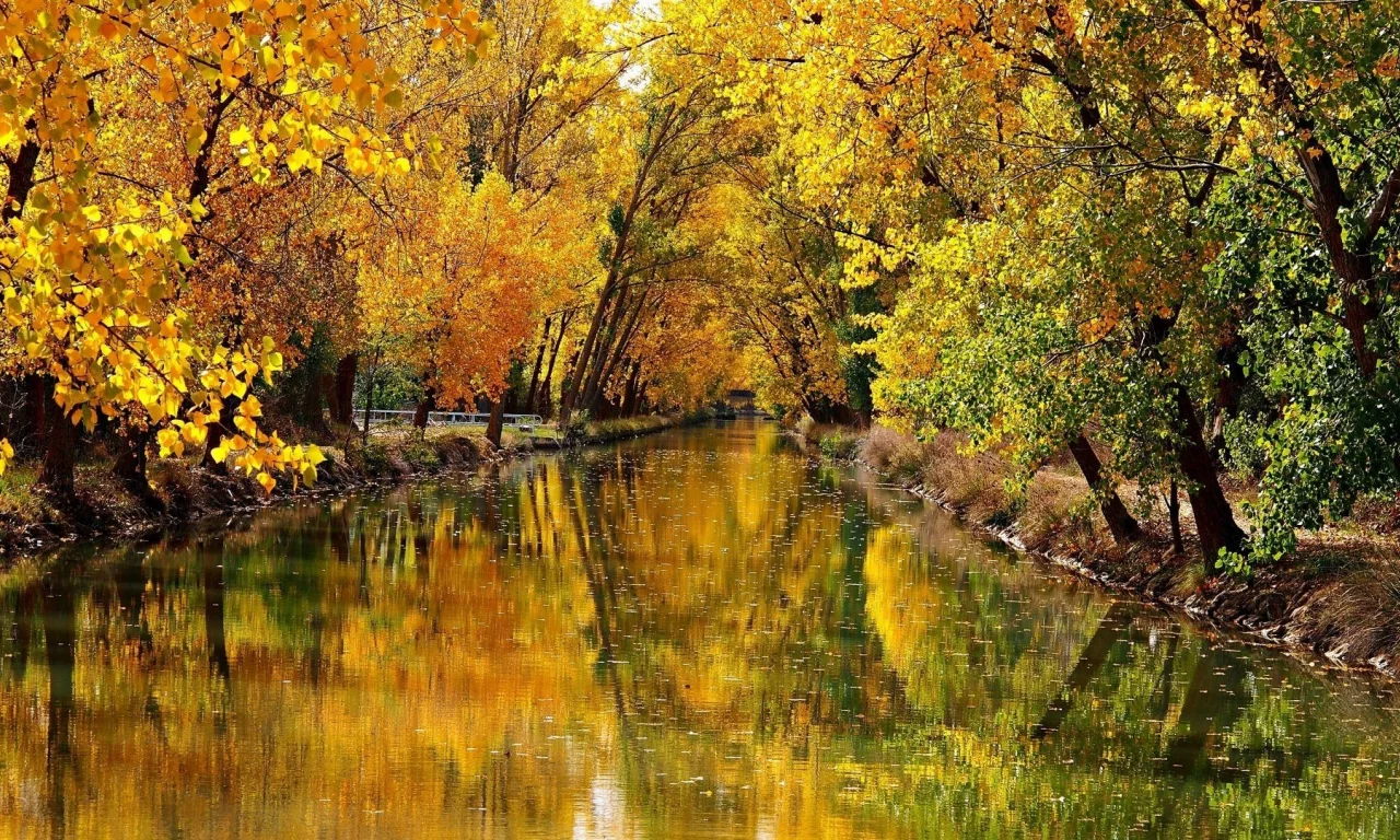 природа, осень, парк, деревья
