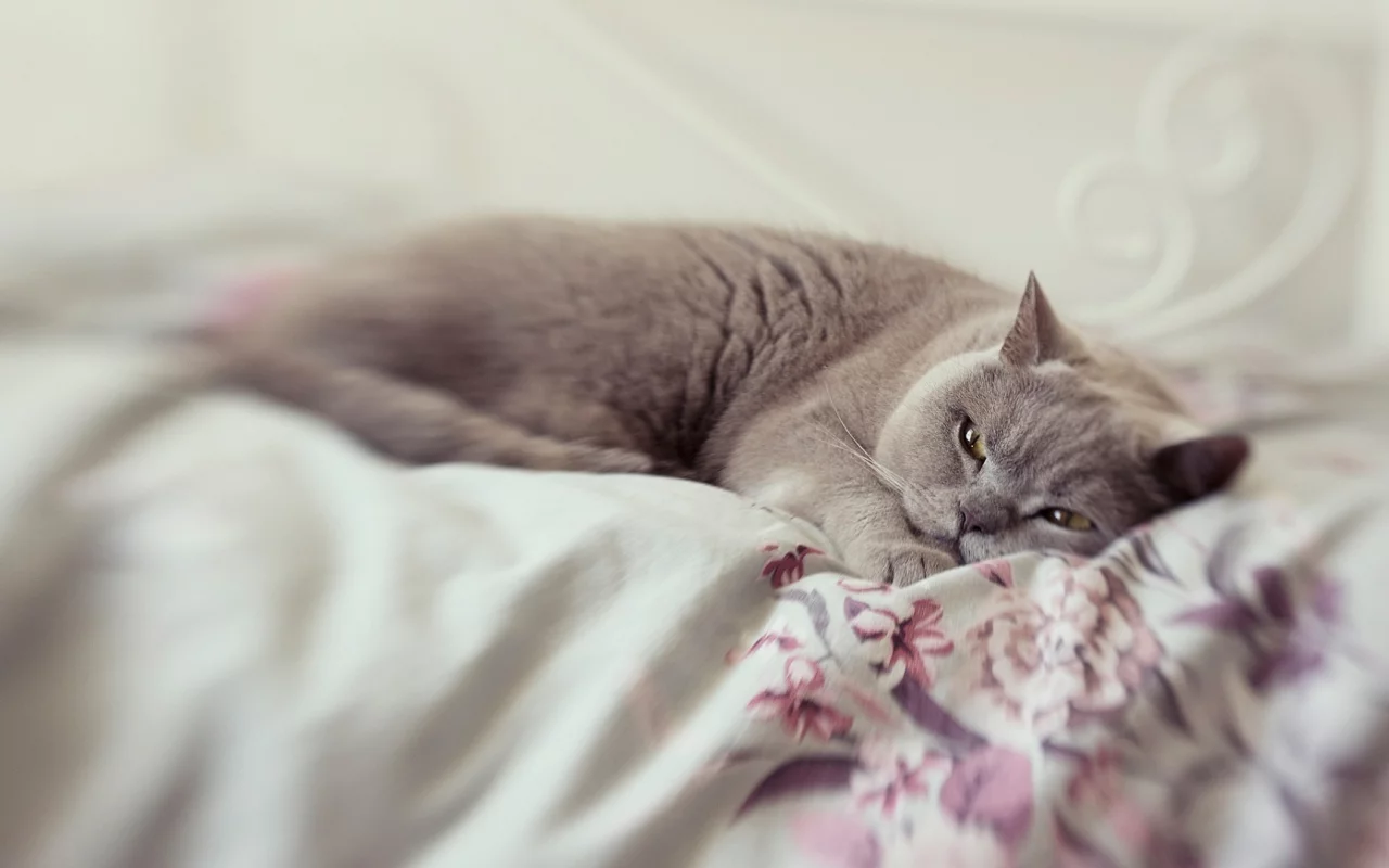 кот, животное, лежит, спит